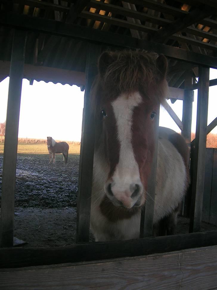 Islænder Raudskjona fra sortenborg - helt ren skal man da heller ikke være  billede 7