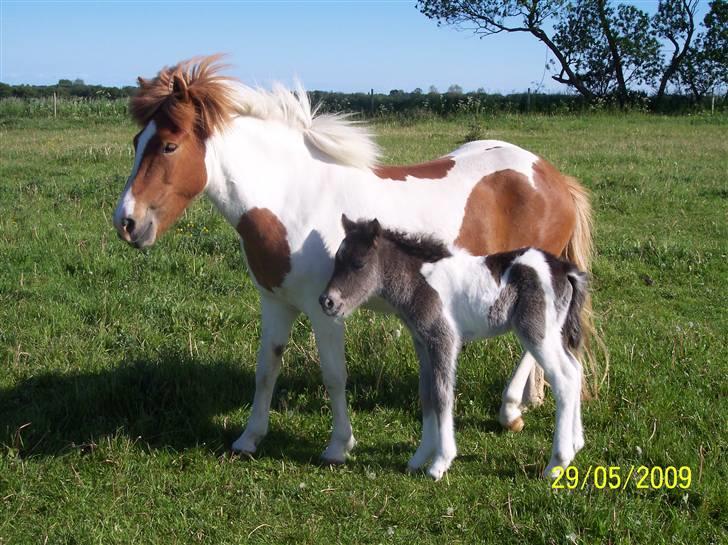 Islænder Raudskjona fra sortenborg billede 8