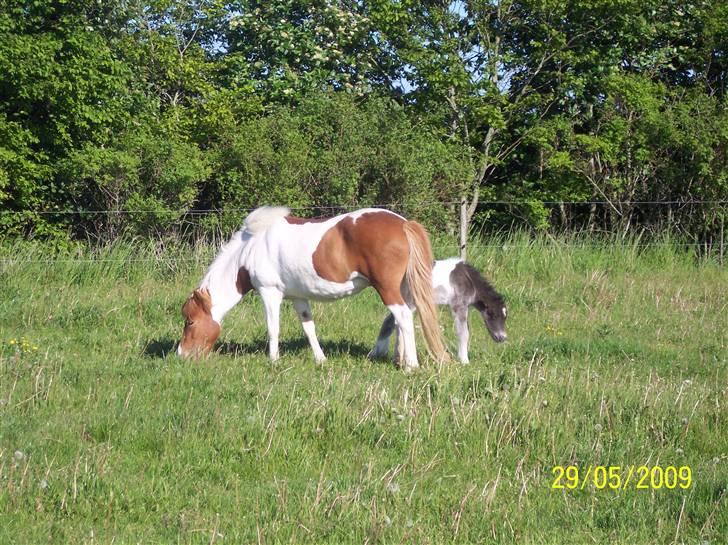 Islænder Raudskjona fra sortenborg billede 9