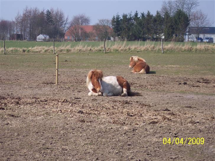 Islænder Raudskjona fra sortenborg billede 10