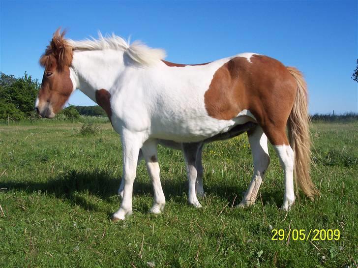 Islænder Raudskjona fra sortenborg billede 11