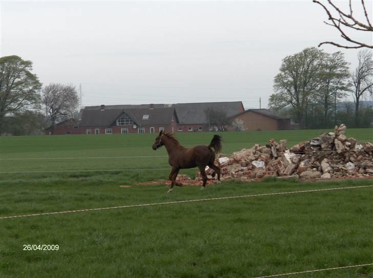 Dansk Varmblod Rocio - 2 år gammel ;D billede 6
