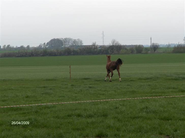 Dansk Varmblod Rocio - 2 år.. ;) billede 7