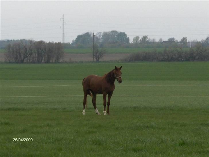 Dansk Varmblod Rocio - 2 år.. ;) billede 8