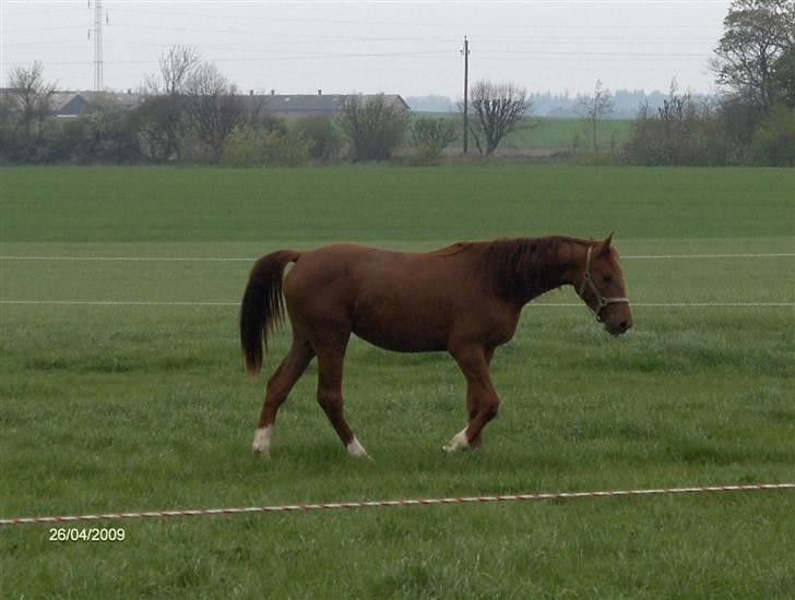 Dansk Varmblod Rocio - 2 år gammel ;D billede 9