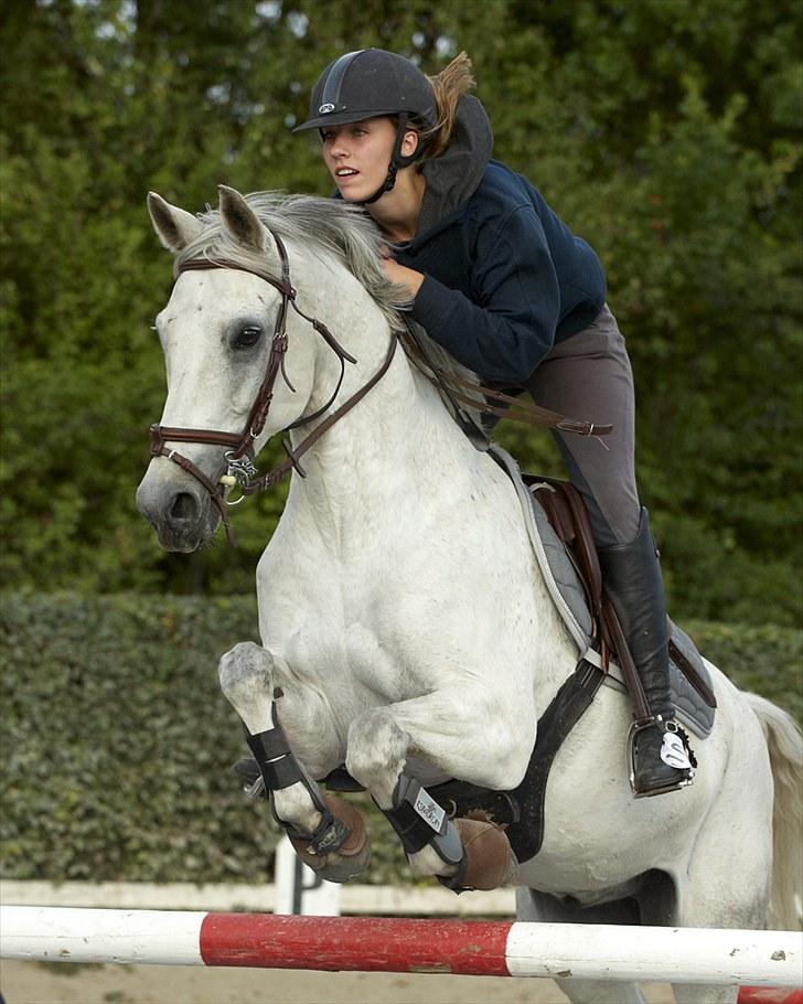 Belgisk Sportspony Decision (Solgt) - Springtræning på Ride Academy, han var super .. Foto: Animal Print billede 5