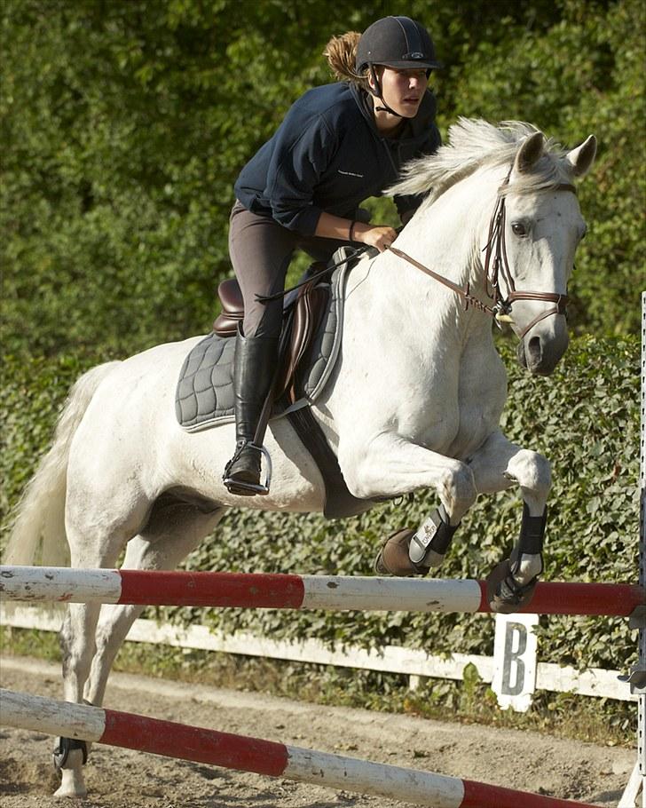 Belgisk Sportspony Decision (Solgt) - Opvarmnings spring på Ride Academy 2010... Foto: Animal Print billede 6