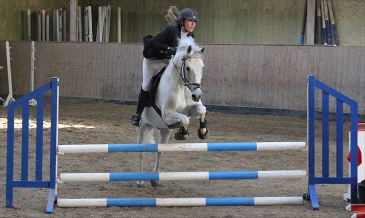 Belgisk Sportspony Decision (Solgt) - LC sløjfe på Des, han var en engel .. Foto: Madeleine Frandsen, Tak :D billede 9