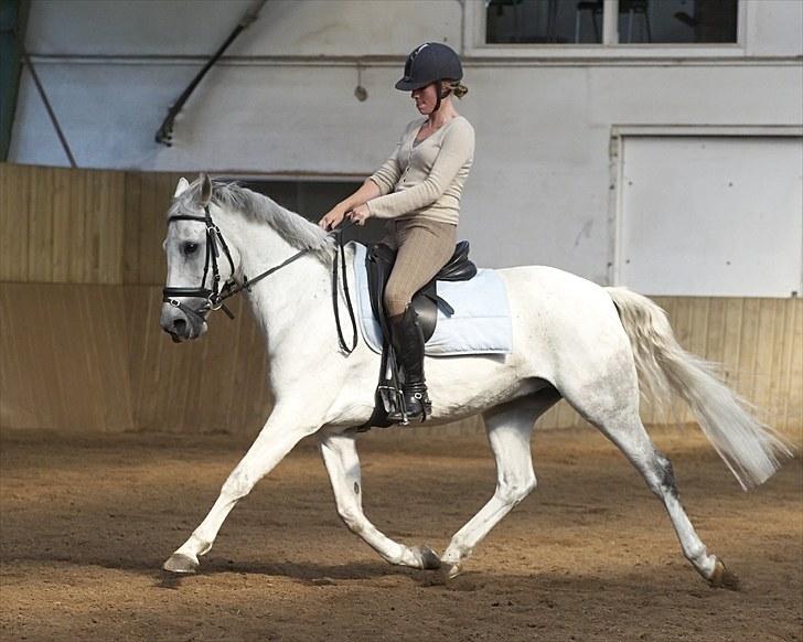 Belgisk Sportspony Decision (Solgt) - Den lille giraf kan flytte fusserne, trods rytteren sidder elendigt .. Foto: Animal-Print billede 12