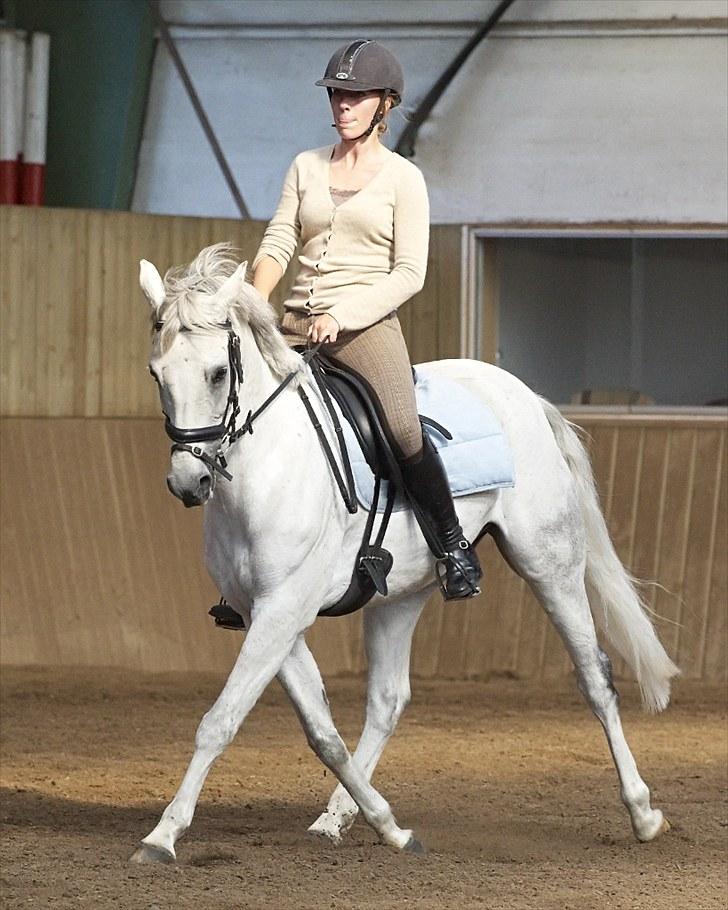 Belgisk Sportspony Decision (Solgt) - Åben-Microfon på ridelejr, vi blev nr 3 selvom jeg red fejl program og opvarmede 7 min, blev kaldt ind 15 fortidligt .. Foto: Animal-Print billede 13