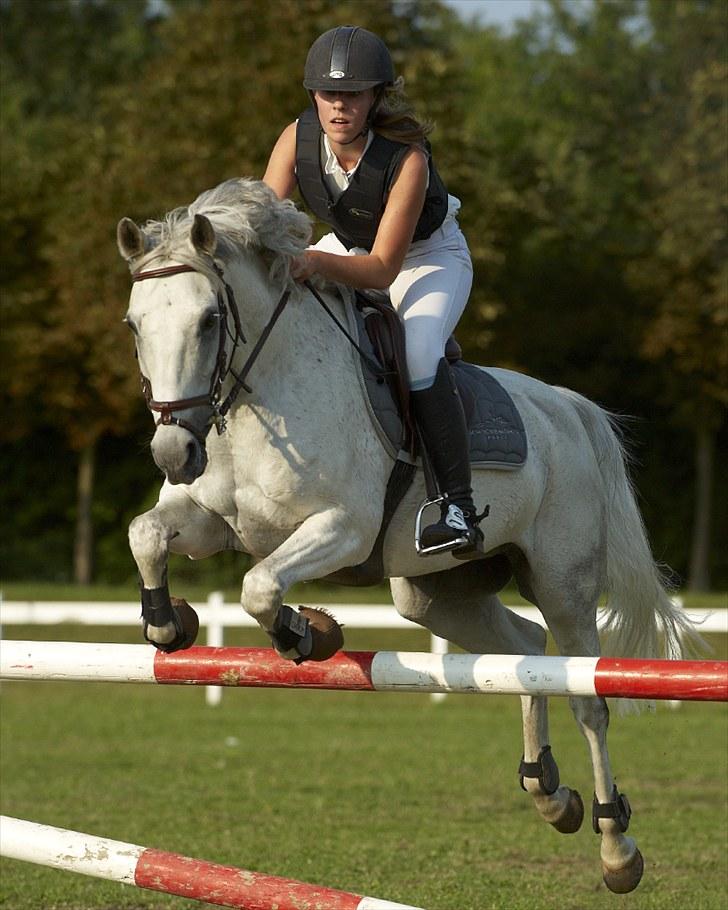 Belgisk Sportspony Decision (Solgt) - Smukke spring-pony, fejlfri La på Ride Academy 2010 .. Foto: Animal-Print billede 16