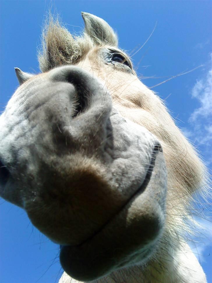 Fjordhest Sif billede 1