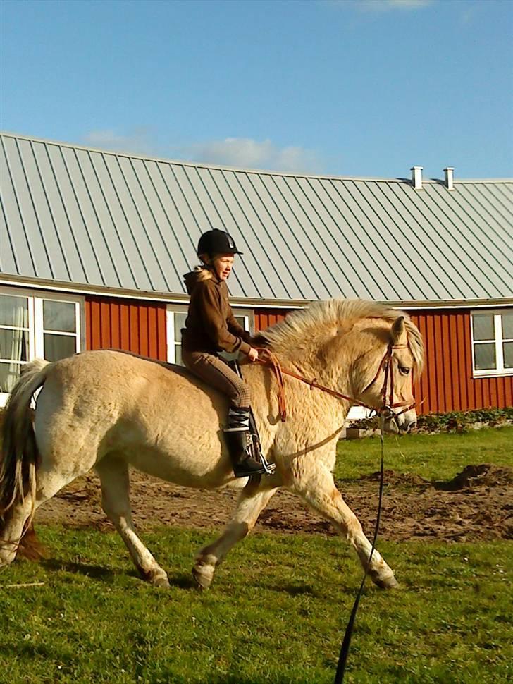 Fjordhest Sif billede 2