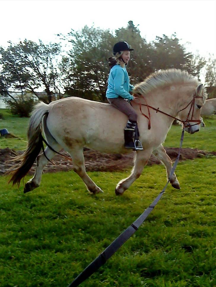 Fjordhest Sif billede 3