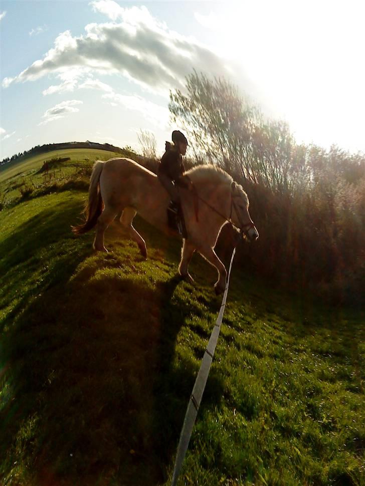 Fjordhest Sif billede 4