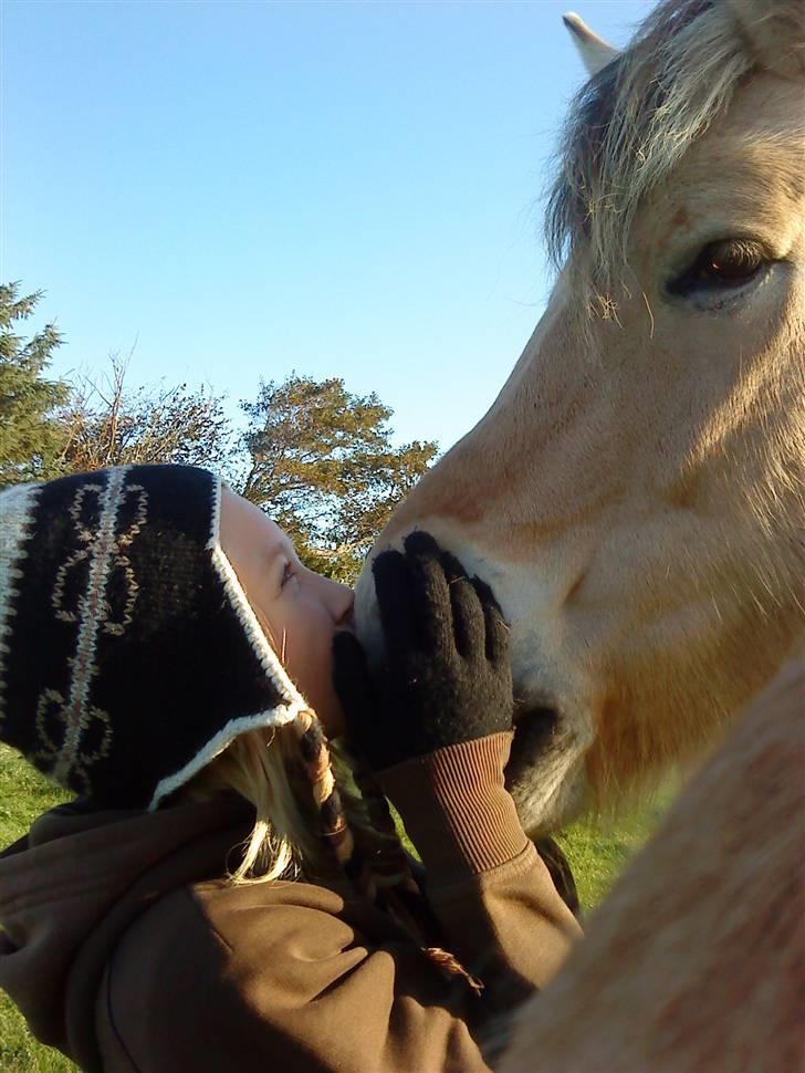 Fjordhest Sif billede 5