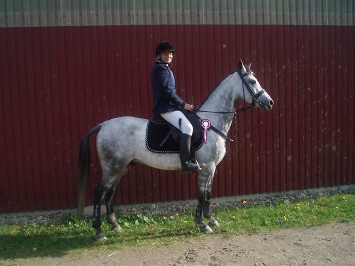 Arabisk fuldblod (OX) Team Sødrings Maximum billede 2