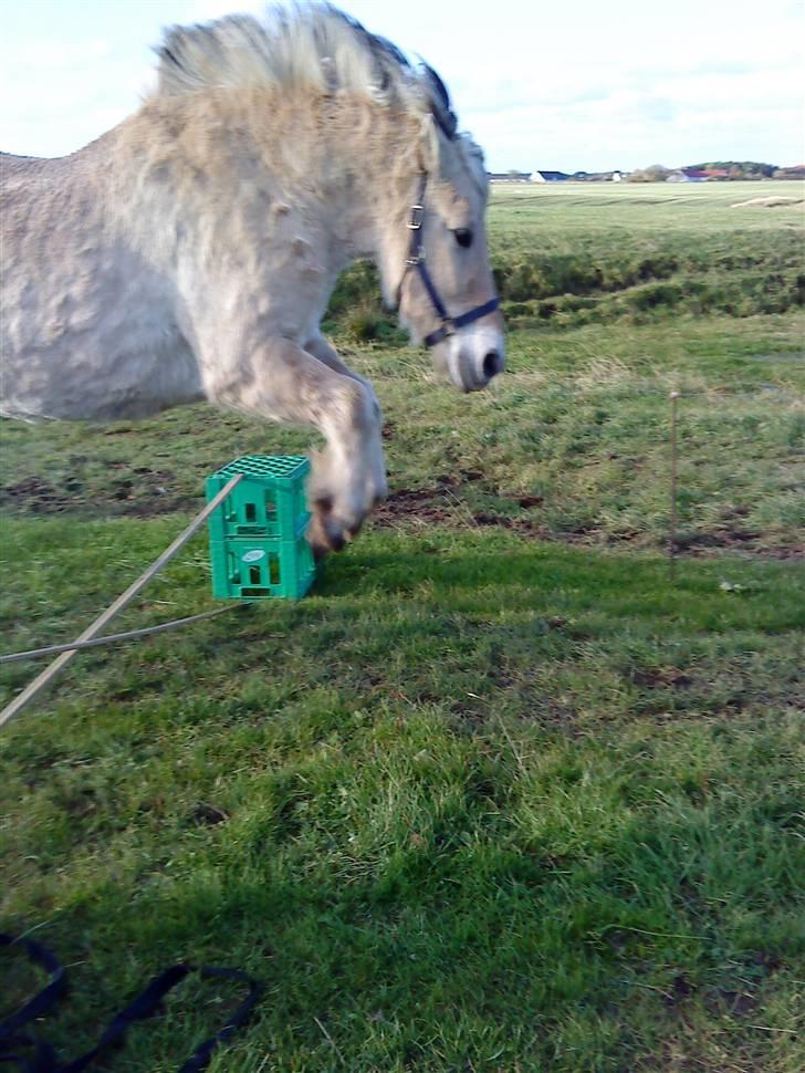 Fjordhest Sif billede 6