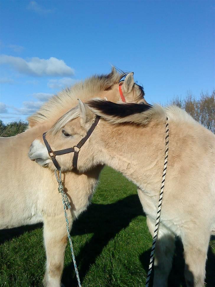 Fjordhest Sif billede 7