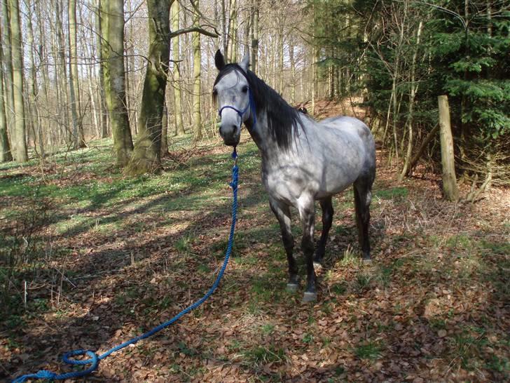 Arabisk fuldblod (OX) Team Sødrings Maximum billede 3