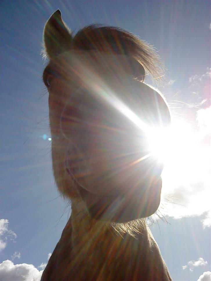 Fjordhest Sif billede 8