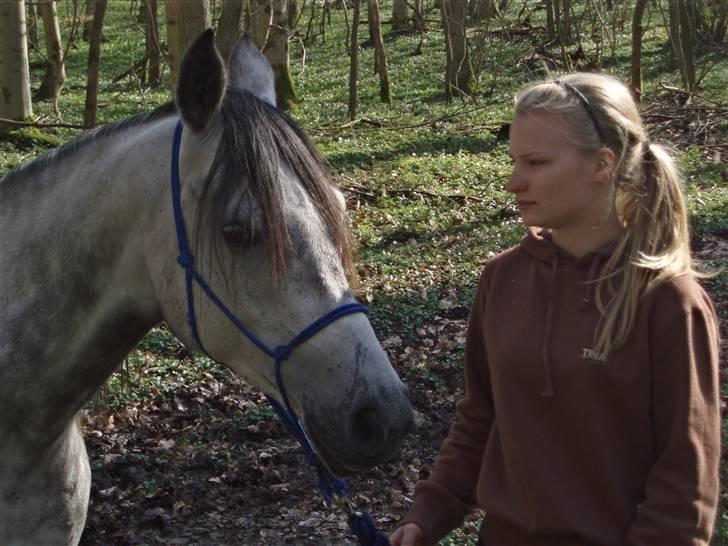 Arabisk fuldblod (OX) Team Sødrings Maximum billede 4
