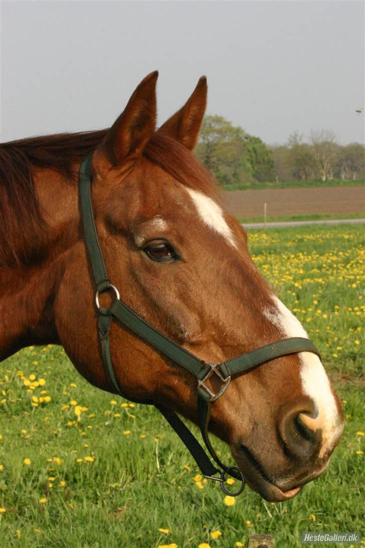 Dansk Varmblod C-Mol *R.I.P*  billede 16