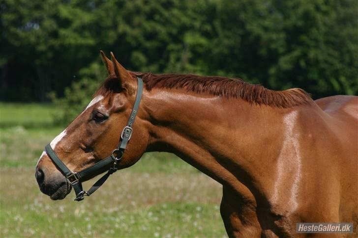 Dansk Varmblod C-Mol *R.I.P*  billede 17