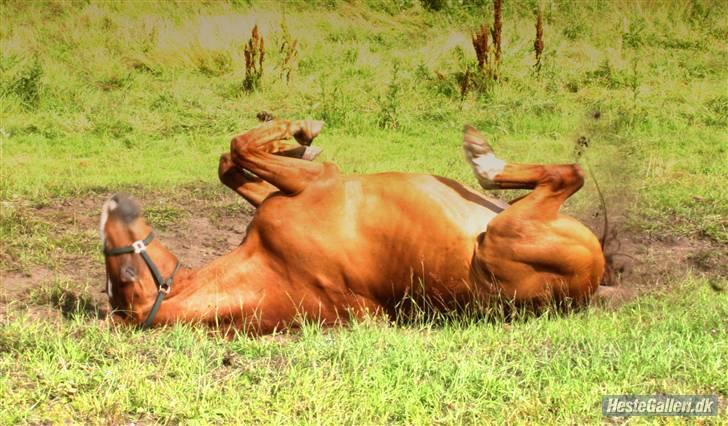 Dansk Varmblod C-Mol *R.I.P*  billede 18