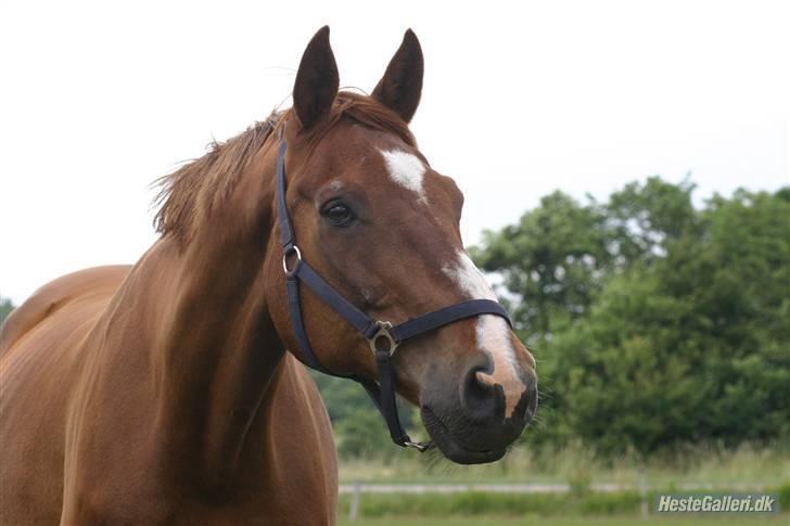 Dansk Varmblod C-Mol *R.I.P*  billede 19