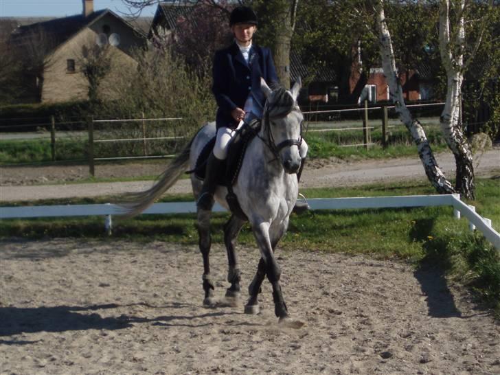 Arabisk fuldblod (OX) Team Sødrings Maximum billede 5