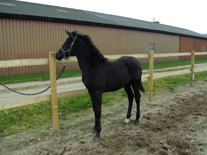 Dansk Varmblod Donna Castalina -solgt - 1-11-09 4½ mdr. billede 15