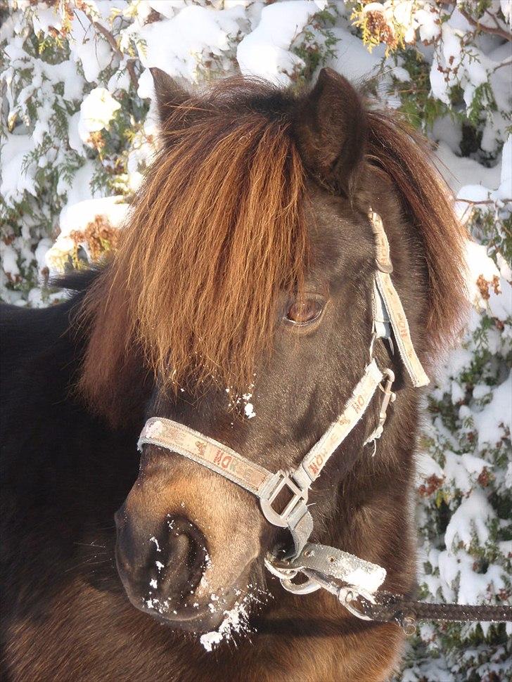 Anden særlig race Buller - Buller i sneen<3 foto: mig;) billede 1