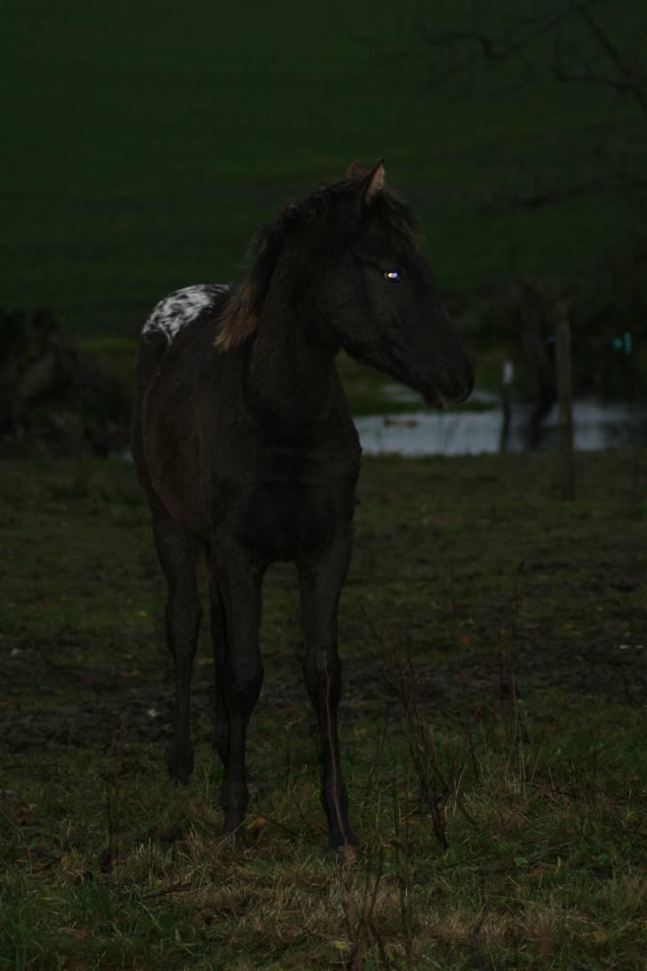 Anden særlig race FLYING MIGTHY MISS MAGPIE - november 2009. Hun bliver så stor og fin den almægtige billede 14