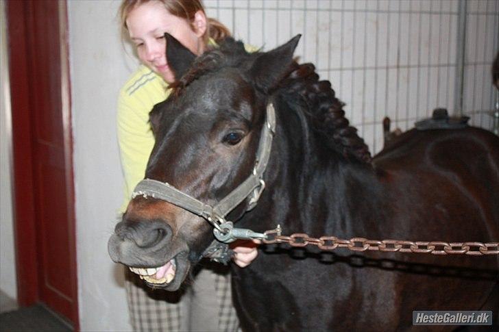 Anden særlig race Buller - buller bliver kløet:) foto: josefine ibsen eller julie willems billede 4