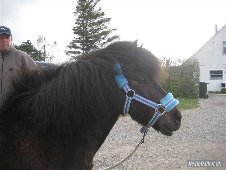 Anden særlig race Buller - buller med sin nye grime:) foto; mig;) billede 6