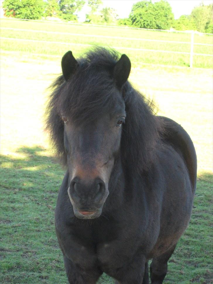Anden særlig race Buller - buller på fold;) foto: mig billede 9