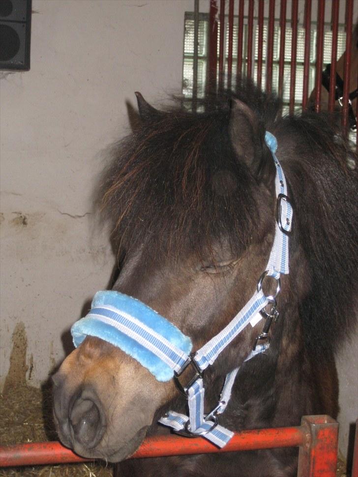 Anden særlig race Buller - søde buller er træt:P foto: mig billede 12