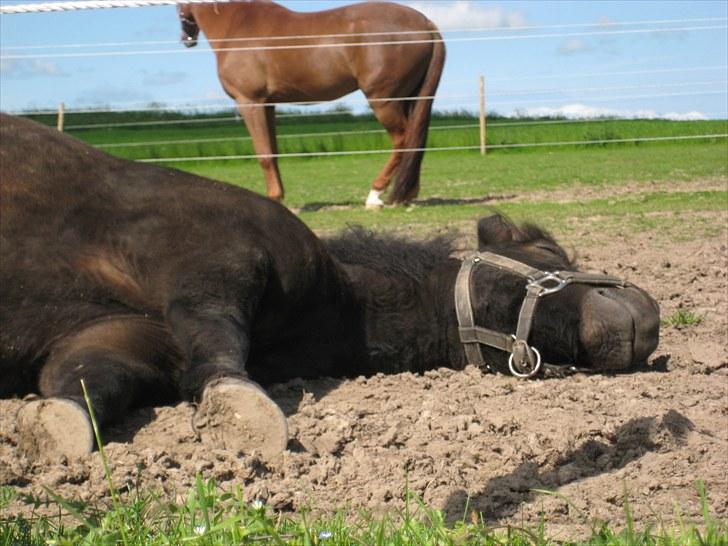 Anden særlig race Buller - buller sover:P foto: mig billede 13