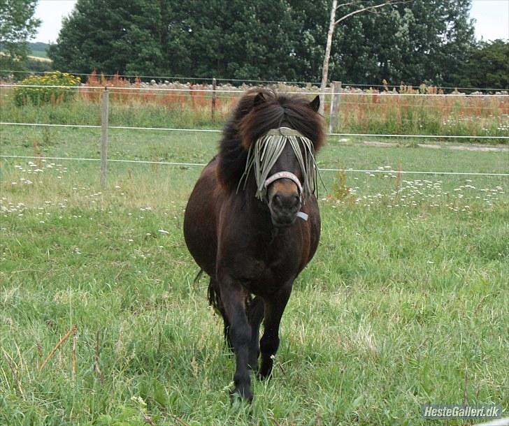 Anden særlig race Buller - Buller i trav:D foto: julie willems:) billede 14
