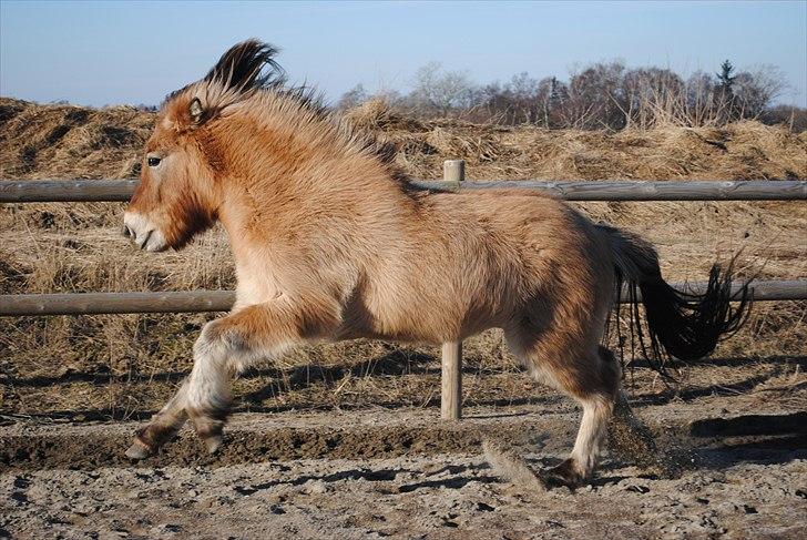 Islænder Fála fra Kirkeskovgård billede 16