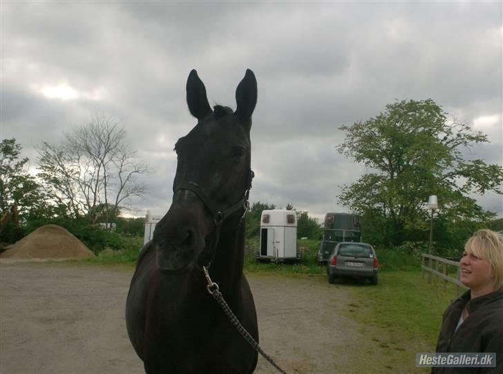 Oldenborg Jazon - Jazon klar til stævne <33 billede 6