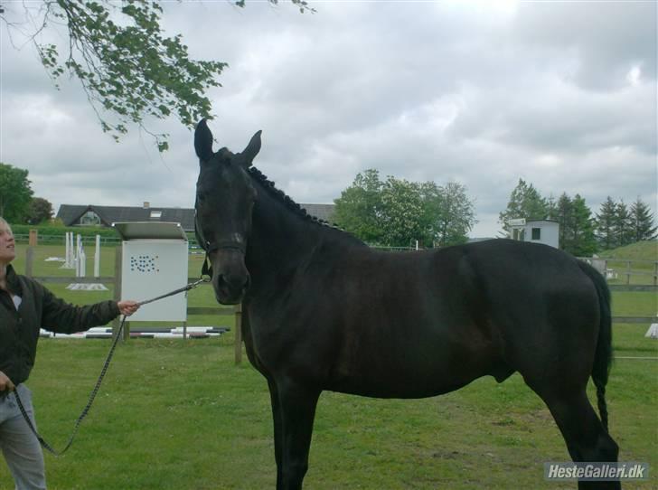 Oldenborg Jazon - smuk jazon <33 billede 7