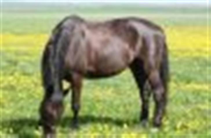 Oldenborg Jazon - på marken  :) <3 billede 8