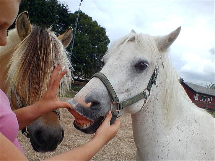 Anden særlig race Miss Grey  - Søde Grey leger med sofie :) billede 14
