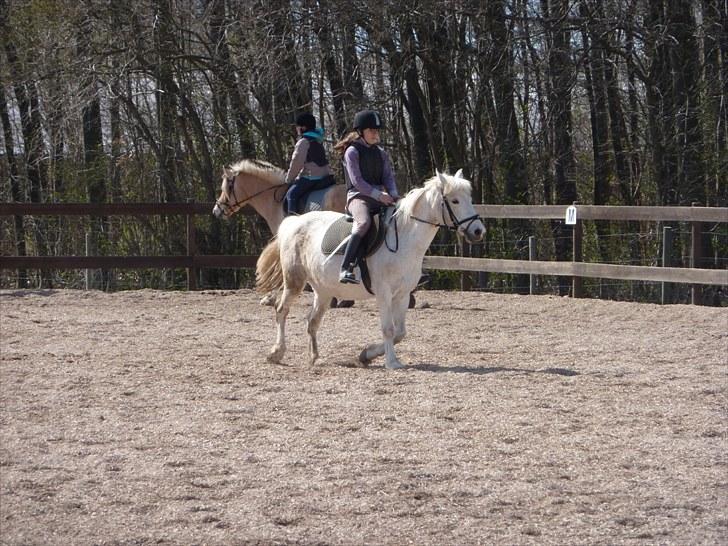 Anden særlig race Miss Grey  - Mig og Grey i Trav billede 15