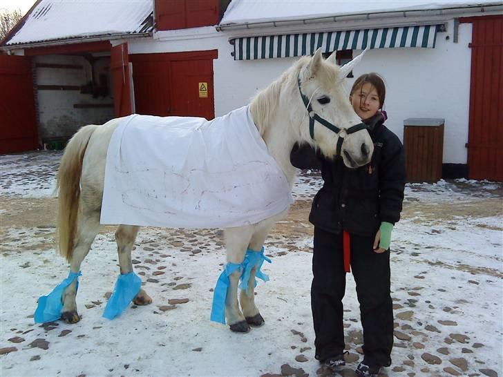 Anden særlig race Miss Grey  - Grey som enhjørning til fastelavn 2010 billede 19