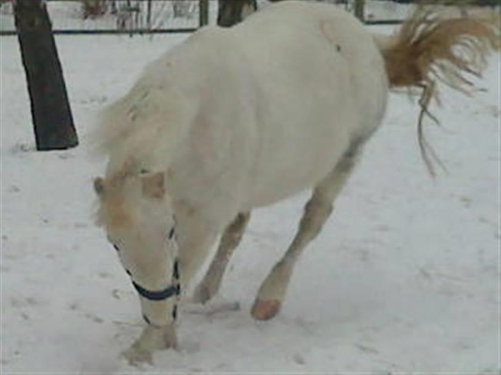 Anden særlig race Miss Grey  - Miss Grey i et underligt spring!? XD billede 20