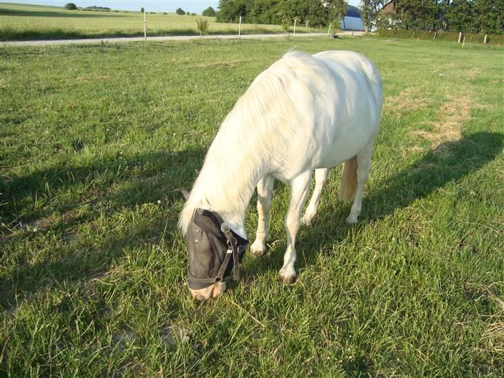 Anden særlig race Ofelia! *SOLGT:´(* - lækre øfling på folden:) billede 20