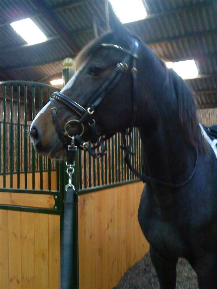 Dansk Varmblod Cocio Tidliger låne hest billede 2